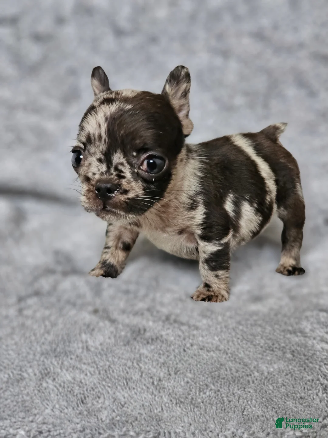 French Bulldog dogs for sale: French Bulldog Puppy 3 - Ad 1