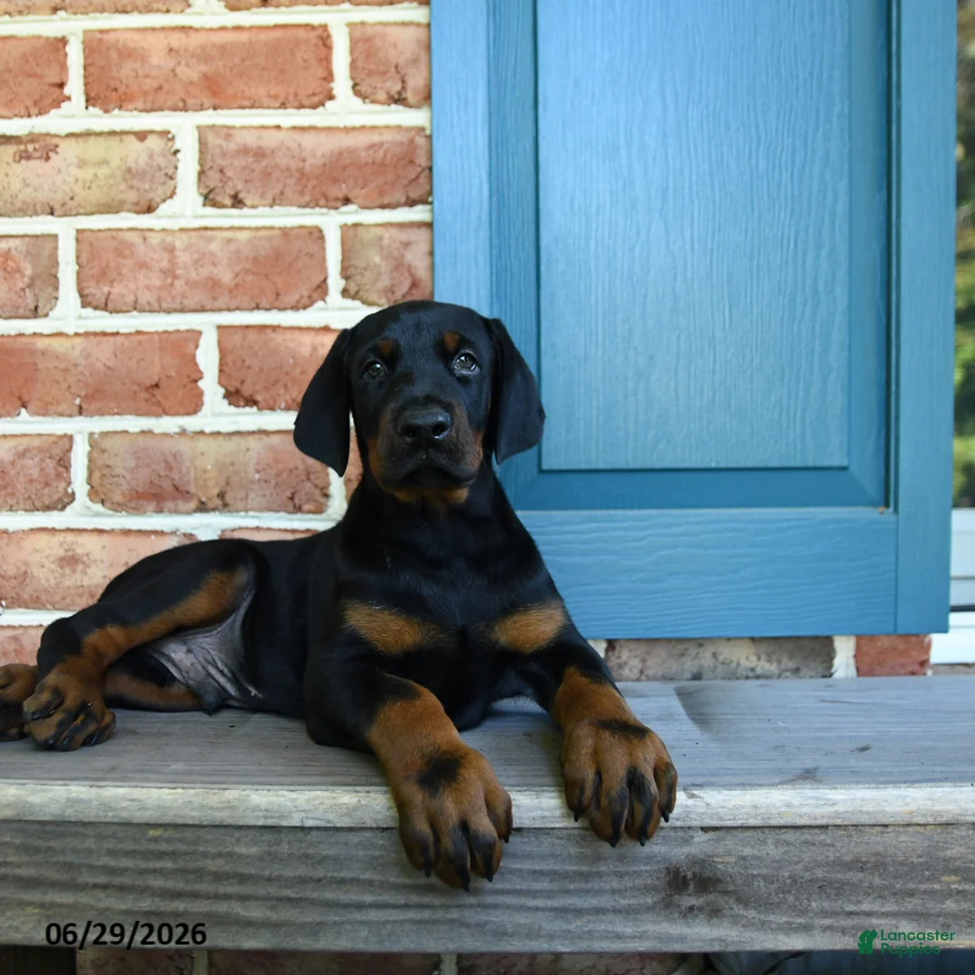 Doberman Pinscher dogs for sale: Dex  - Ad 2
