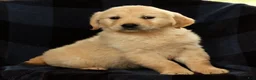 Golden Retriever dogs for sale: Shena - Ad 9