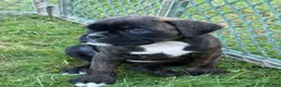 Boxer dogs for sale: Colonia - Ad 15