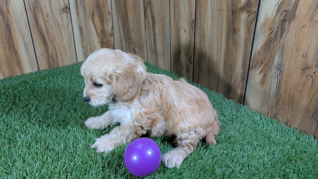 Cavapoo dogs for sale: Brin Girl 1 - Ad 4