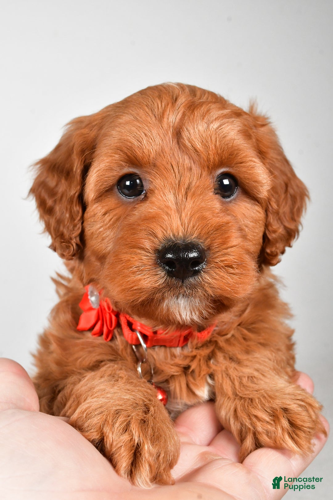 Cavapoo dogs for sale: Tyler - Ad 9