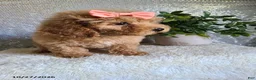 Bichpoo dogs for sale: Chloe - Ad 4