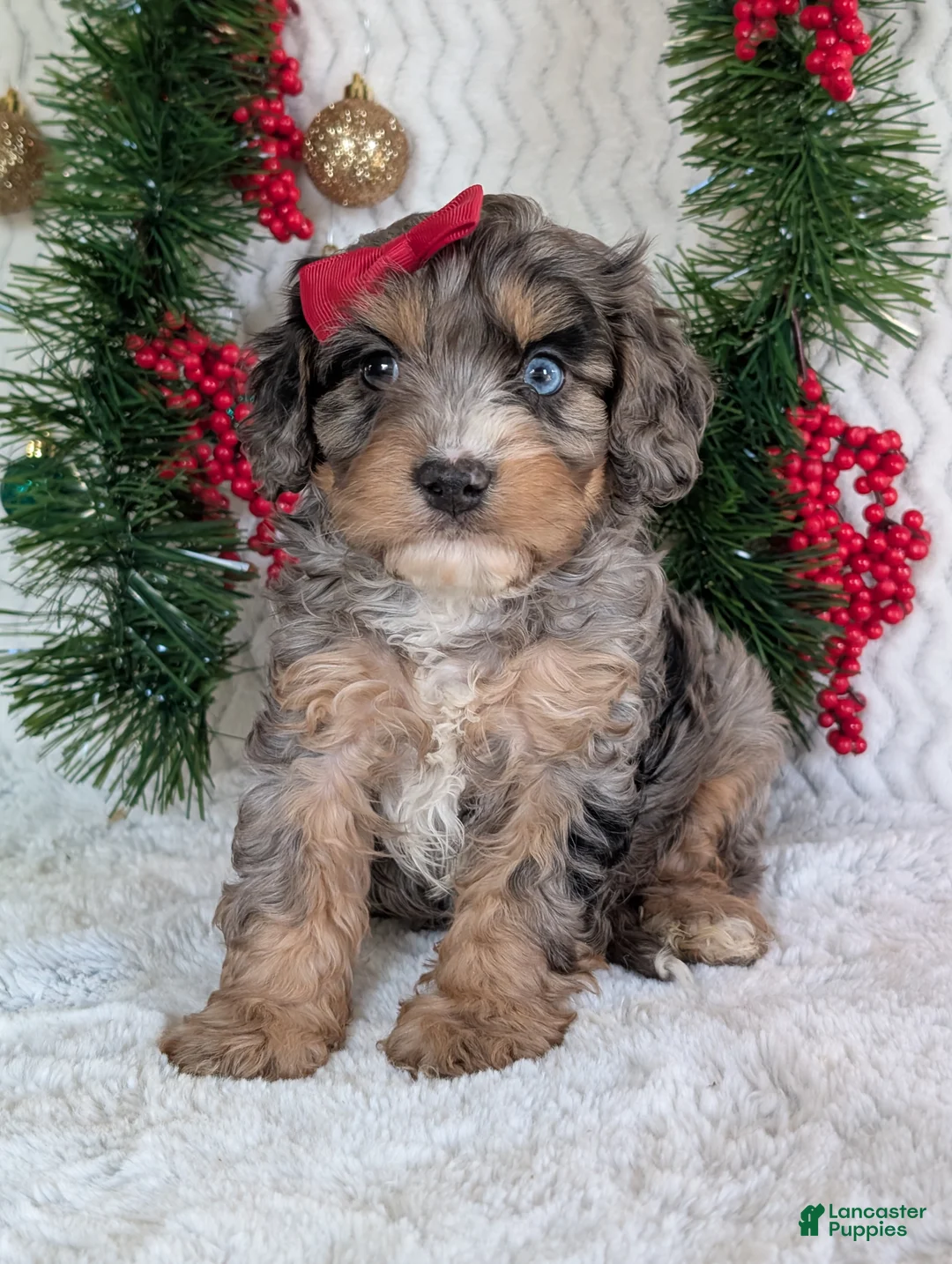 Cavapoo dogs for sale: Nemo - Ad 3