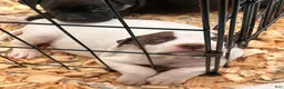 Mixed Breed dogs for sale: Mixed Breed 3 - Ad 2