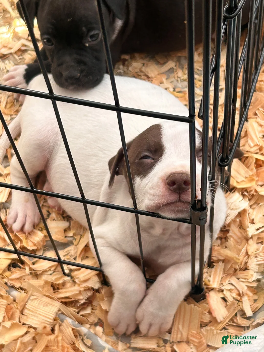 Mixed Breed dogs for sale: Mixed Breed 3 - Ad 2