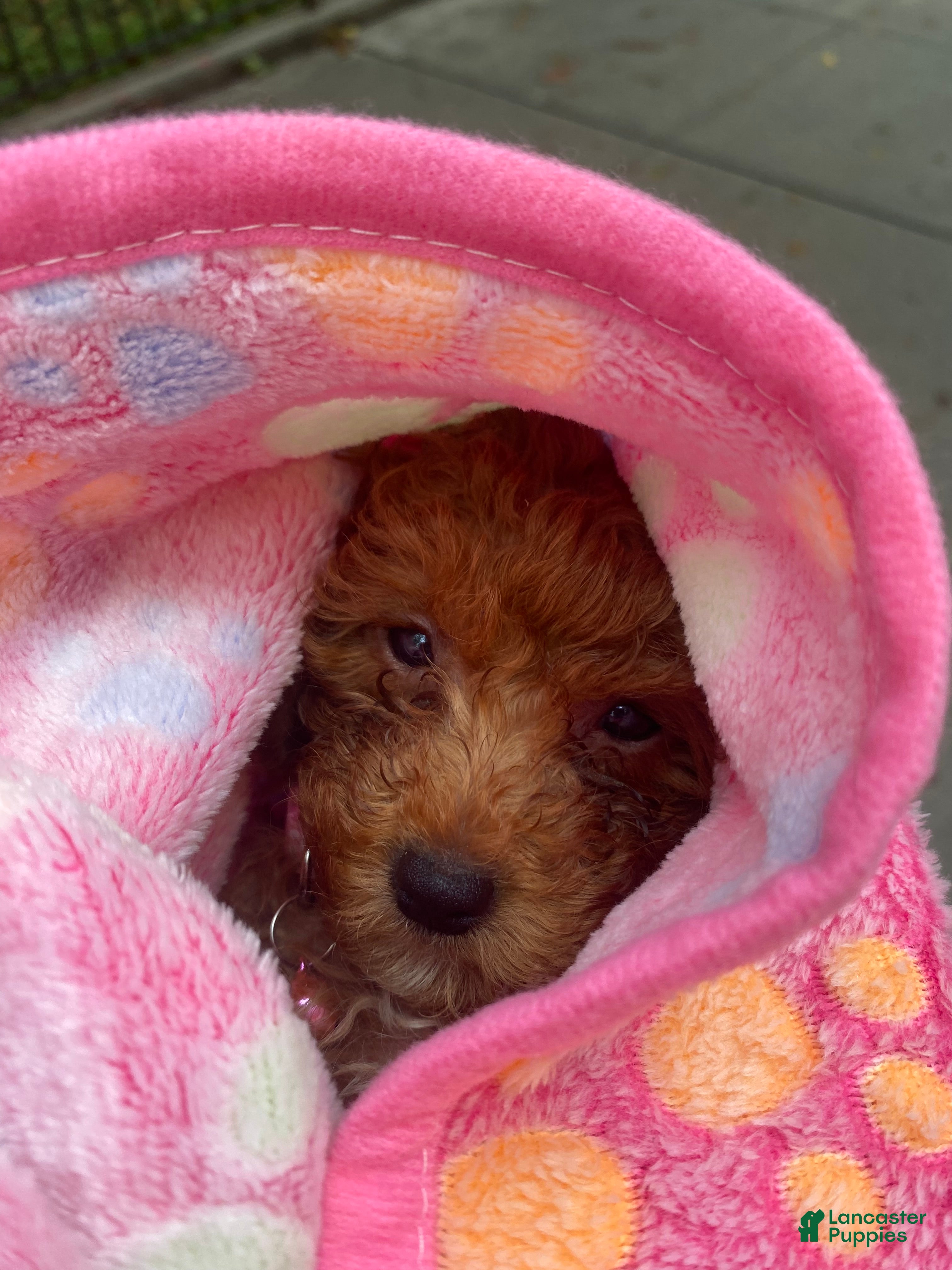 Toy Poodle dogs Daisy  - Ad 2