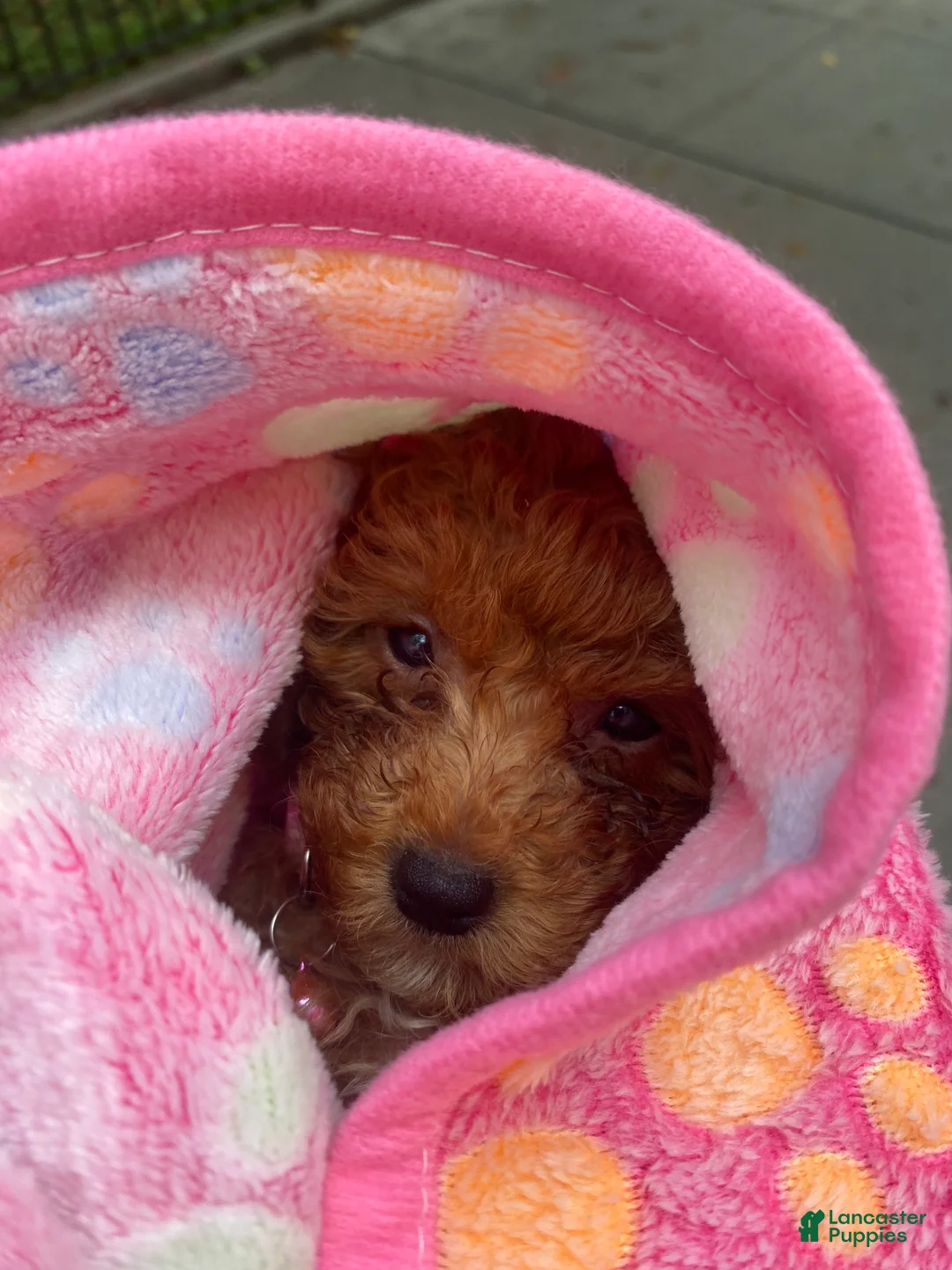Toy Poodle dogs for sale: Daisy  - Ad 2