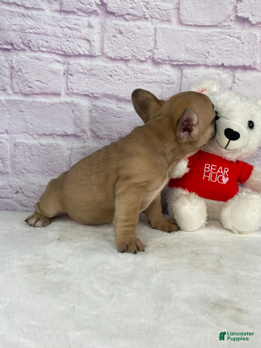 French Bulldog dogs for sale: Payton - Ad 5