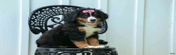 Bernese Mountain Dog dogs for sale: SALLY - Ad 15