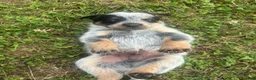 Australian Cattle Dog dogs for sale: Larry - Ad 5