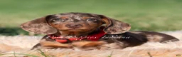Miniature Dachshund dogs for sale: Artie AKC - Ad 3