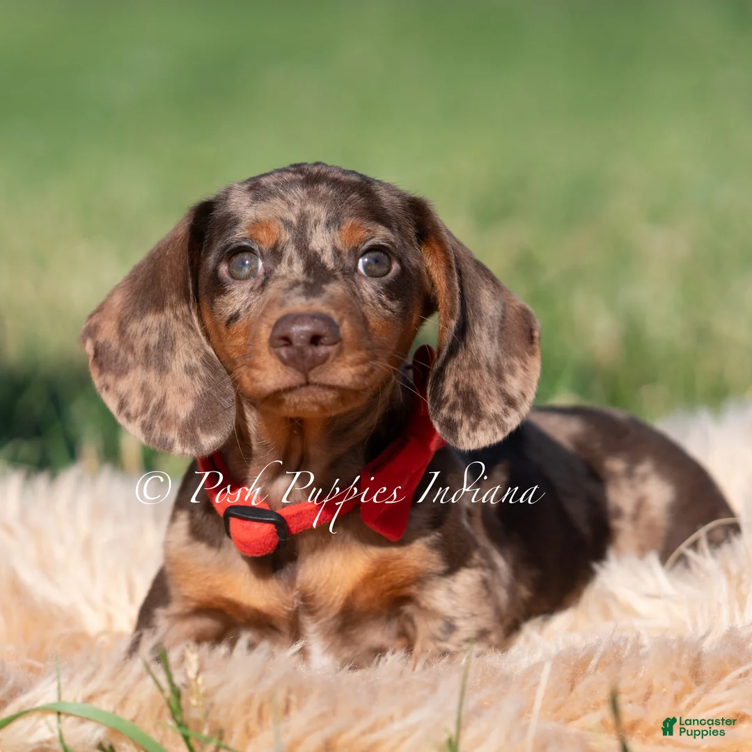 Miniature Dachshund dogs for sale: Artie AKC - Ad 3