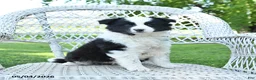 Mixed Breed dogs for sale: Misty - Ad 1