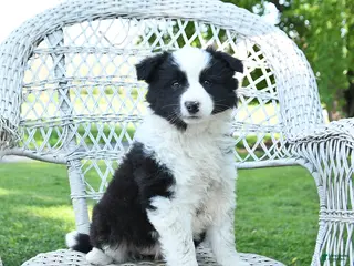 Mixed Breed dogs for sale: Misty - Ad 4