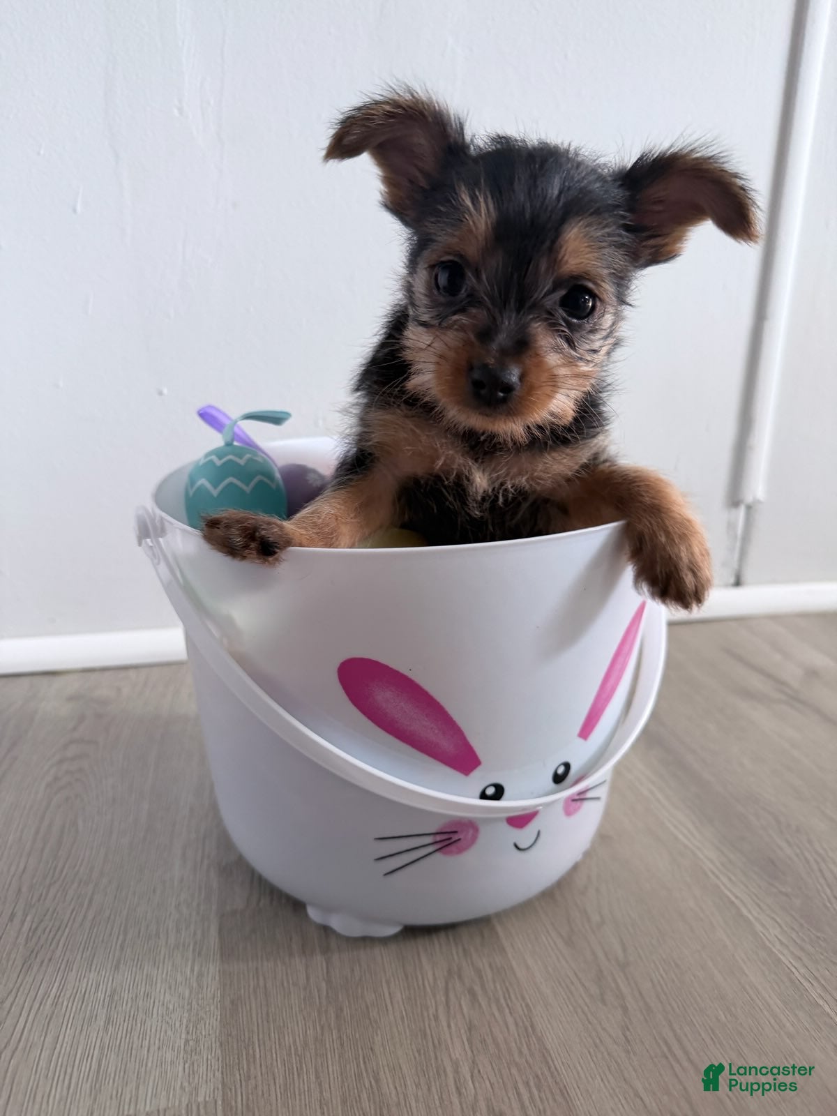 Yorkshire Terrier dogs Yorkshire Terrier Puppy 3 - Ad 1