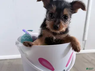 Yorkshire Terrier dogs for sale: Yorkshire Terrier Puppy 3 - Ad 1