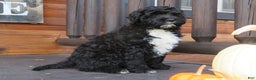 Portuguese Water Dog dogs for sale: Cody - Ad 9