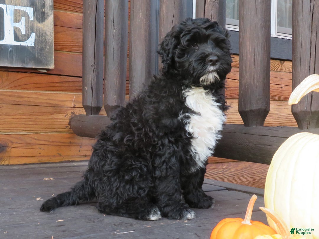 Portuguese Water Dog dogs for sale: Cody - Ad 9