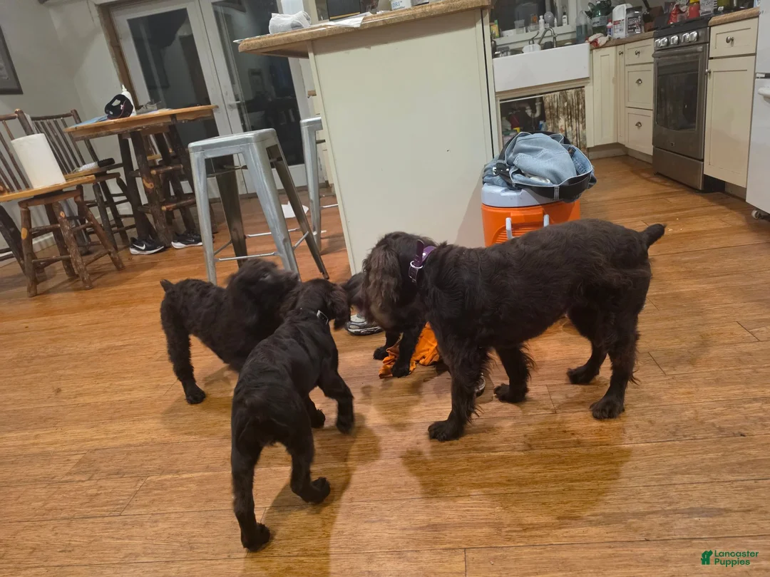 Boykin Spaniel dogs for sale: Boykin Spaniel 2 - Ad 2