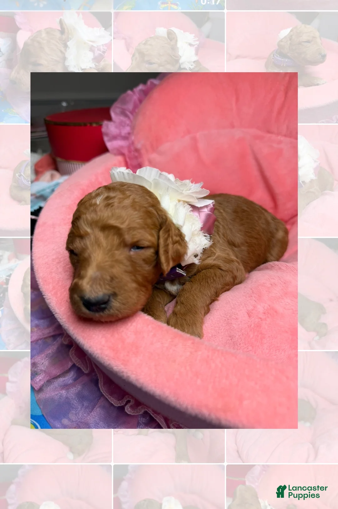 Standard Poodle dogs for sale: Lilac - Ad 4