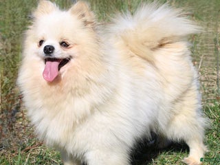 Pomeranian dogs Trixie - Ad 34