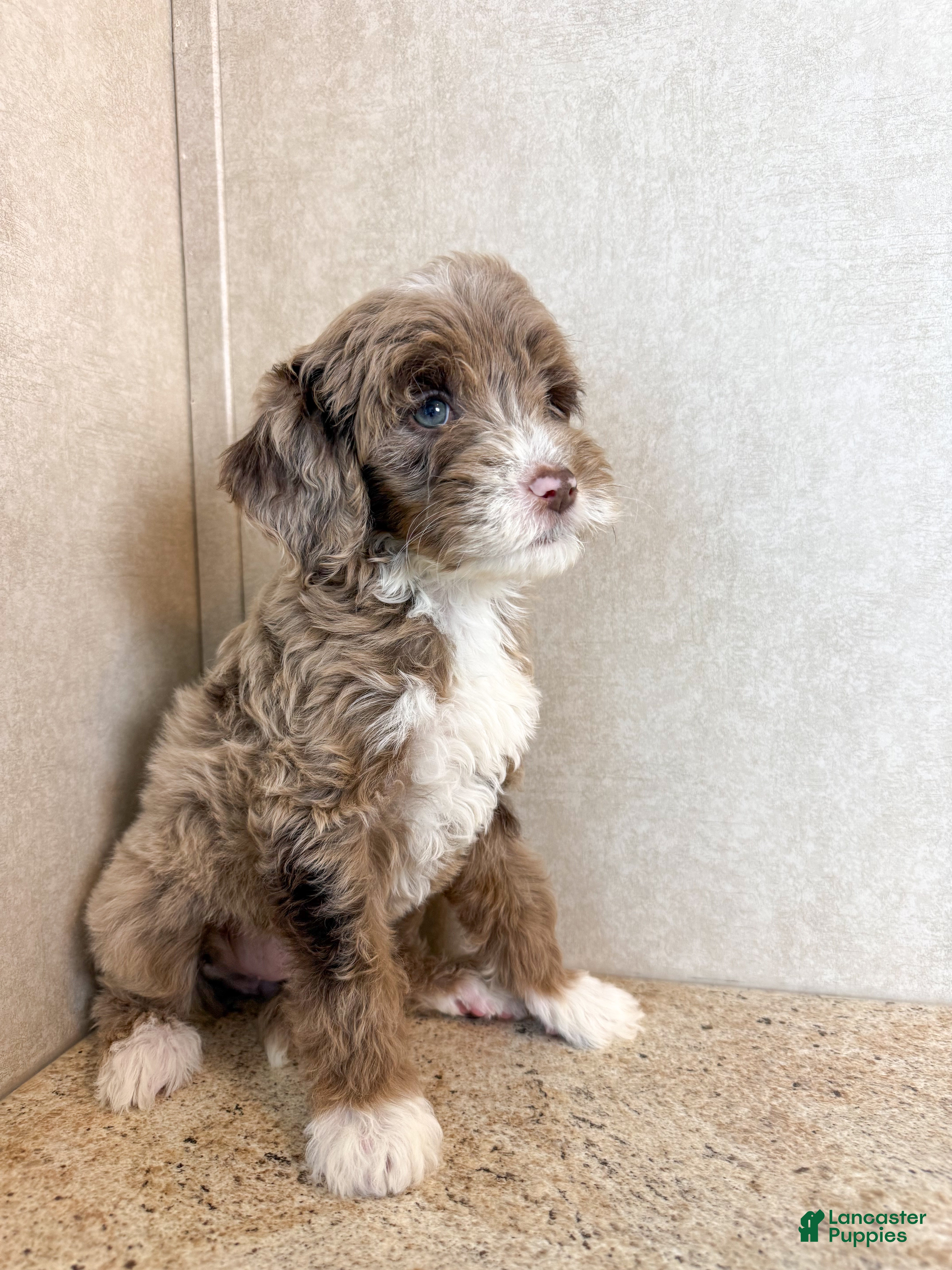 Mini Goldendoodle dogs Dream - Ad 2