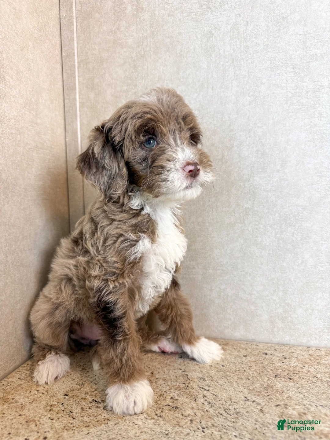 Mini Goldendoodle dogs for sale: Dream - Ad 2