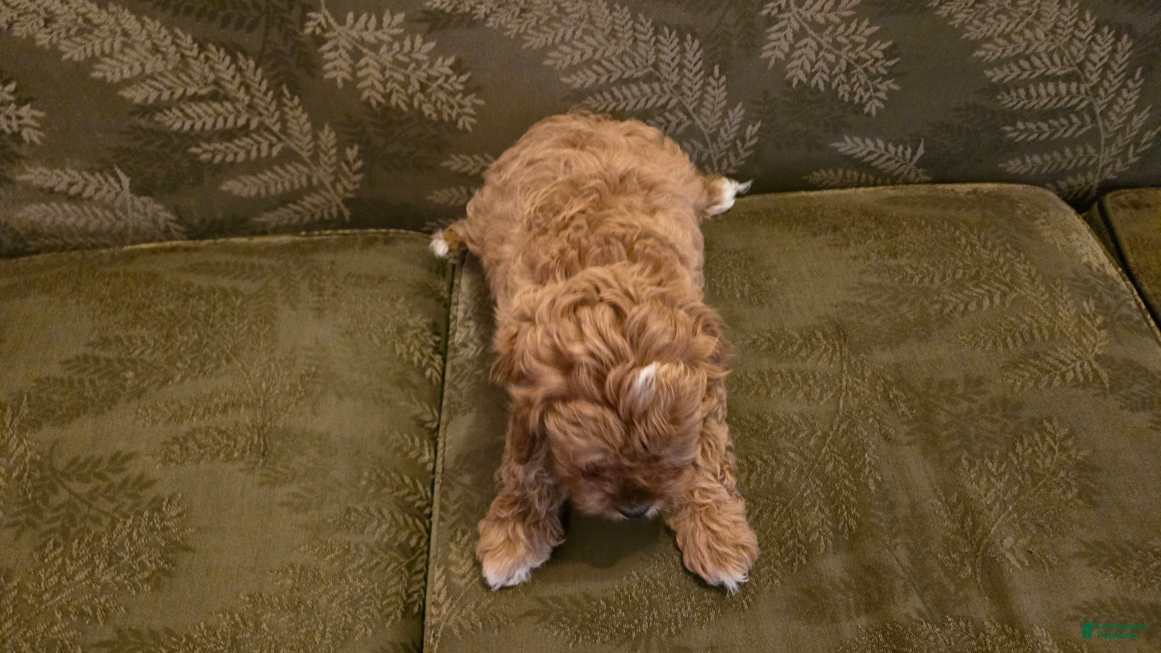 Cavapoo dogs Jack - Ad 2