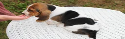 Basset Hound dogs for sale: Zuma - Ad 2