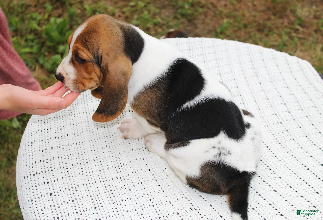 Basset Hound dogs for sale: Zuma - Ad 2