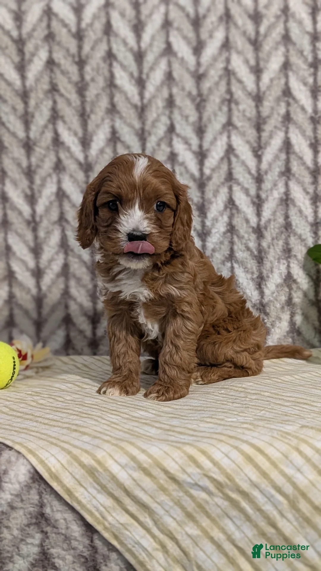 Cavapoo dogs for sale: Arlo - Ad 11