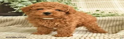 Miniature Poodle dogs for sale: Quintana - Ad 4