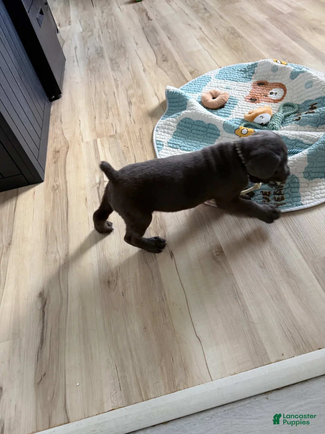 Cane Corso dogs for sale: Goro - Ad 2