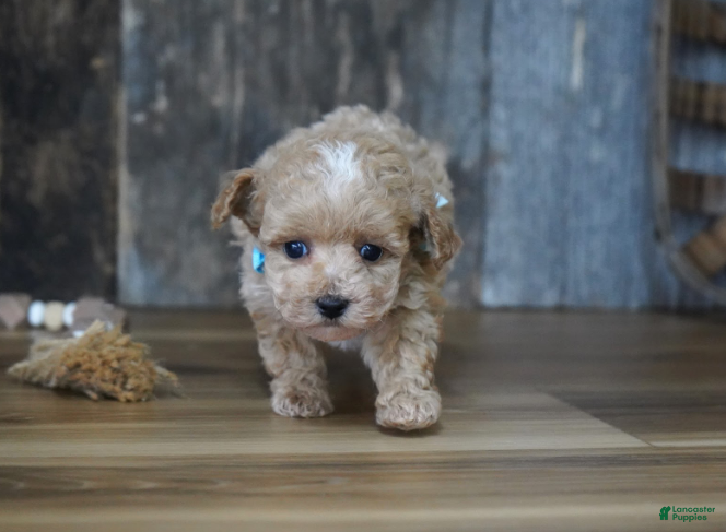 Maltipoo dogs Dake - Ad 2