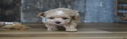 Maltipoo dogs for sale: Dake - Ad 2
