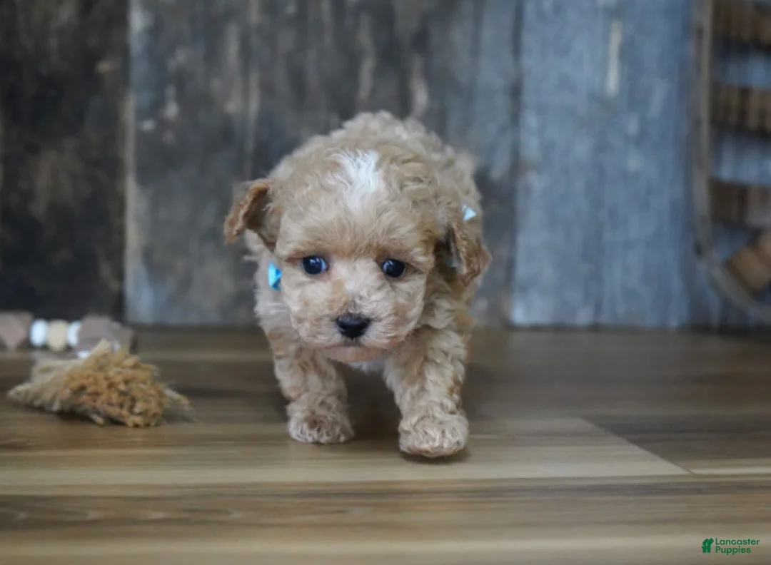 Maltipoo dogs for sale: Dake - Ad 2