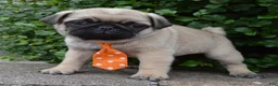 Pug dogs for sale: Porter - Ad 5