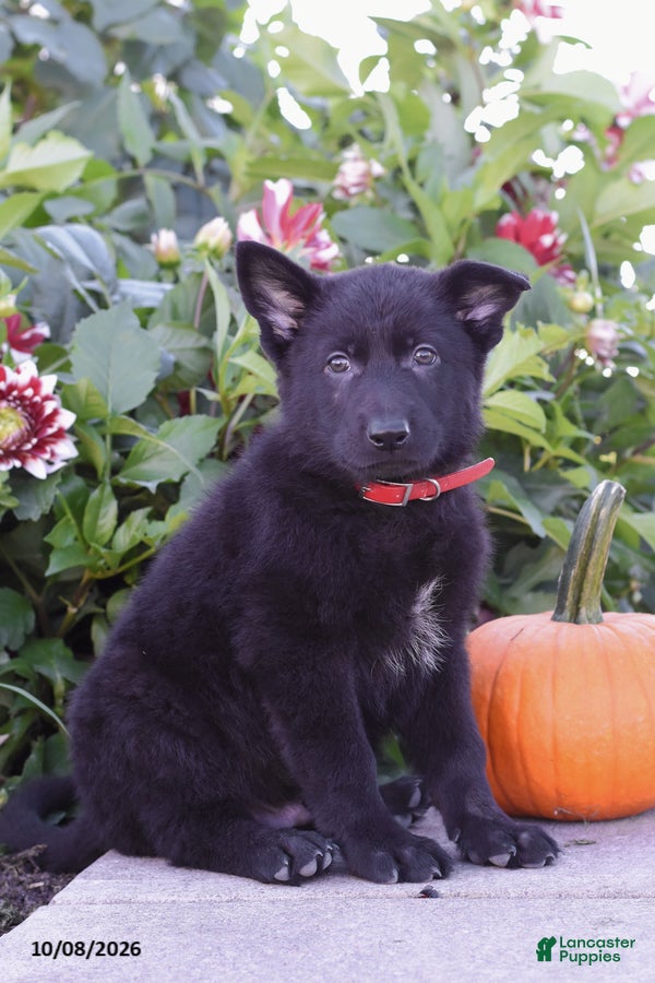 German Shepherd dogs Tucker - Ad 2
