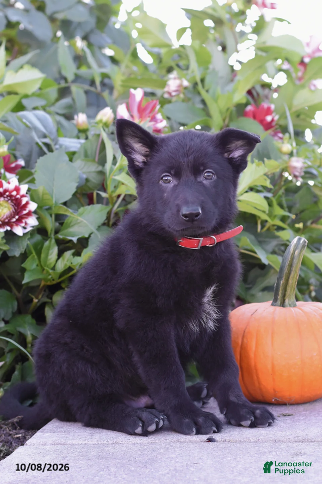 German Shepherd dogs for sale: Tucker - Ad 2