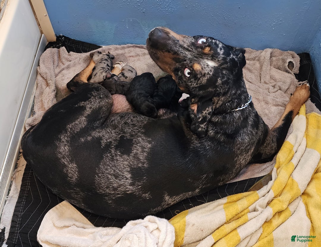 Catahoula Leopard Dog dogs for sale: Tala 2025 Female 2 - Ad 23