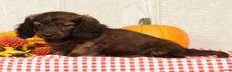 Miniature Dachshund dogs for sale: Oscar - Ad 8