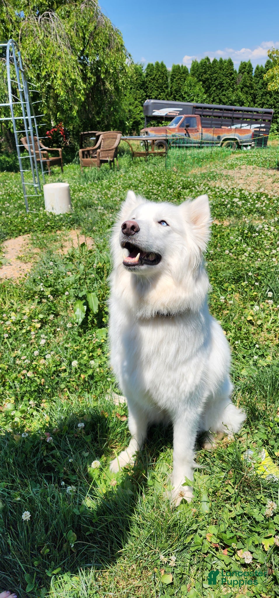 Siberian Husky dogs for sale: Mario - Ad 3