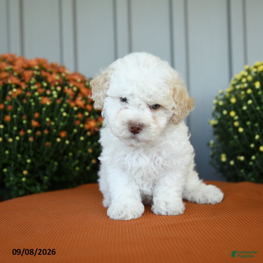 Miniature Poodle dogs Oscar - Ad 1