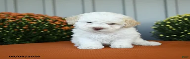 Oscar