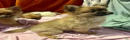 Mixed Breed dogs for sale: Rosebud - Ad 3
