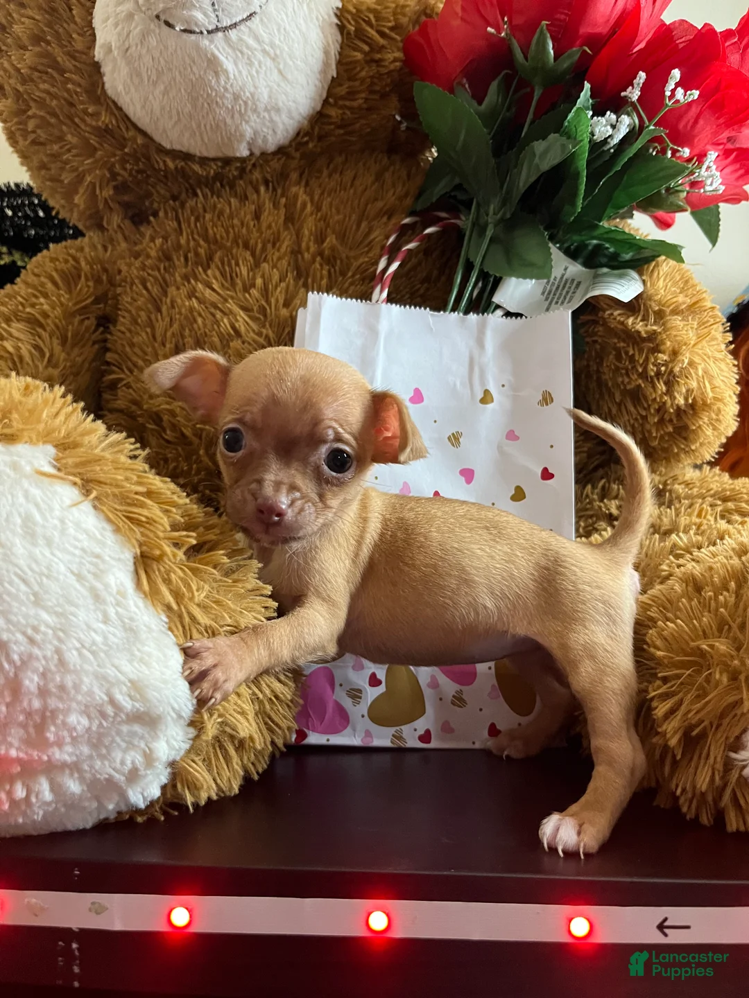Chihuahua dogs for sale: Chihuahua Puppy 1 - Ad 2