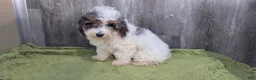 Toy Poodle dogs for sale: Heather Toy Poodle  - Ad 3