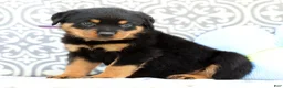 Rottweiler dogs for sale: Jasper - Ad 3