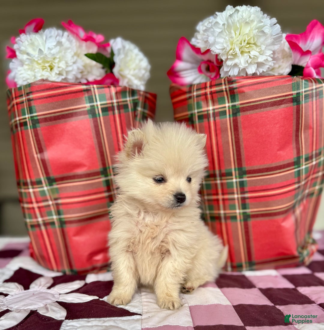 Pomeranian dogs for sale: Frosty - Ad 2